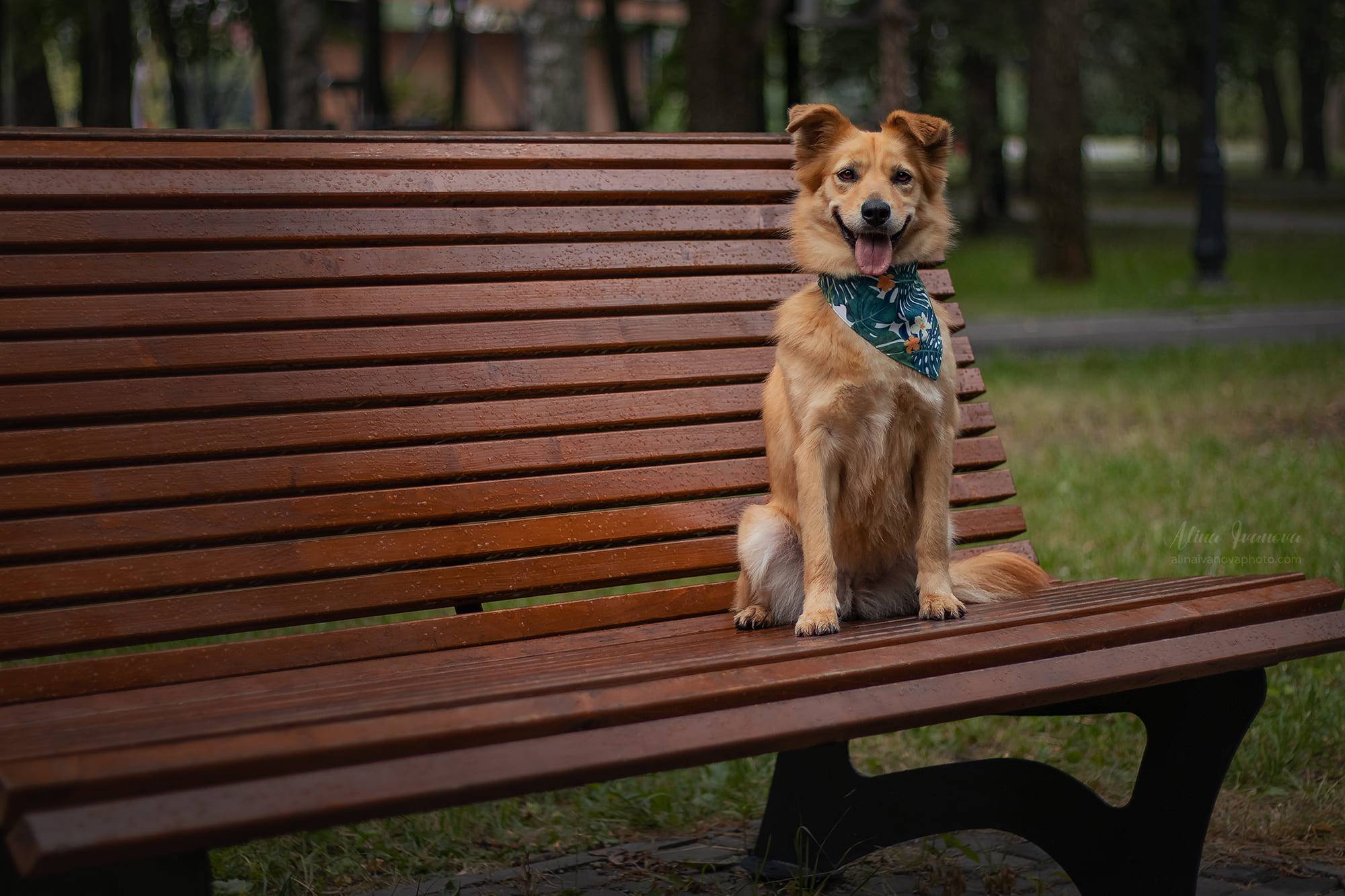 собака улыбается сидя на скамейке в парке