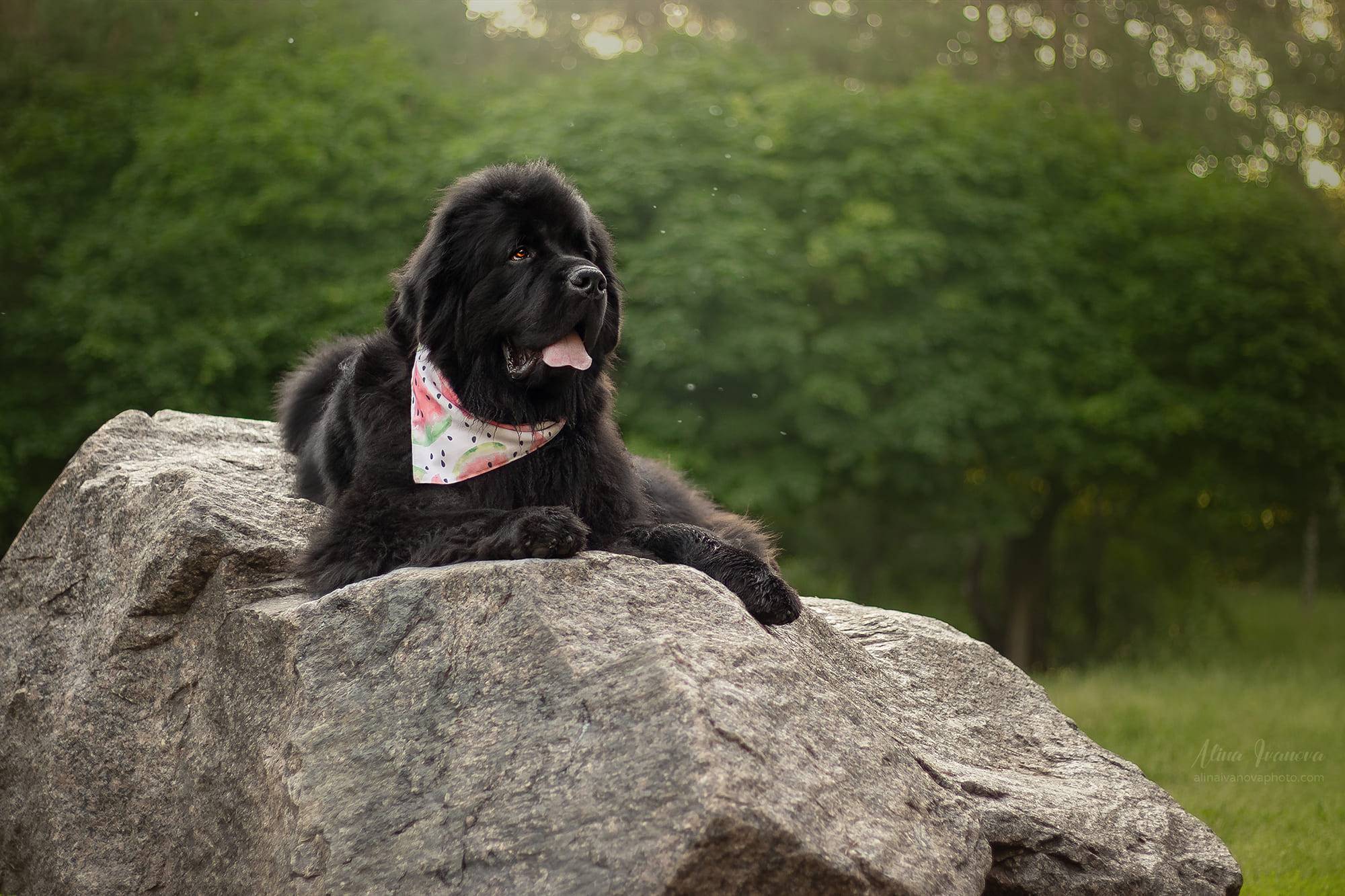 черная собака лежит на камне в лесу