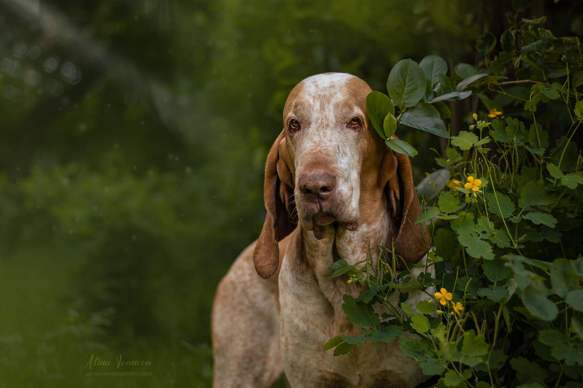 собака стоит рядом с кустами в лесу