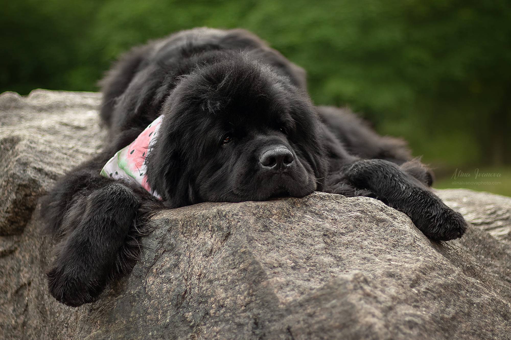 черная собака лежит на камне